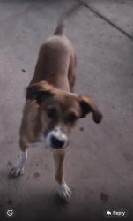 Reunited Male Dog last seen Pecan & Bentsen, McAllen, TX 78501