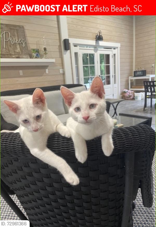 Lost Male Cat last seen Dock site Road near Wyndam, Edisto Beach, SC 29438
