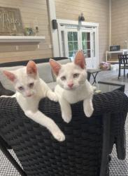 Lost Male Cat last seen Dock site Road near Wyndam, Edisto Beach, SC 29438