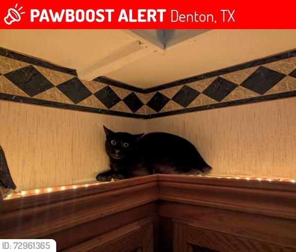 Lost Male Cat last seen Valley View Road, Denton, TX 76209