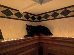 Lost Male Cat last seen Valley View Road, Denton, TX 76209