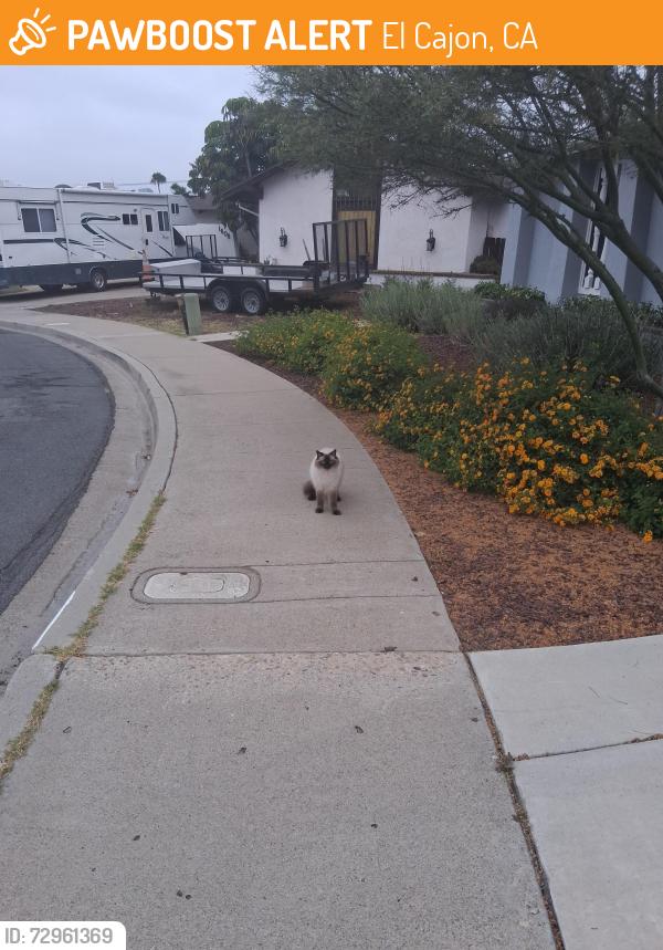 Found/Stray Unknown Cat last seen Washington st, El Cajon, CA 92019