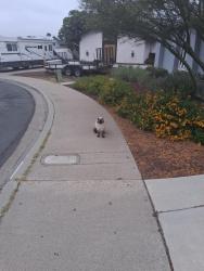 Found/Stray Unknown Cat last seen Washington st, El Cajon, CA 92019