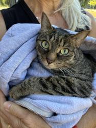 Found/Stray Unknown Cat last seen Fuquay Varina Middle School , Fuquay-Varina, NC 27526