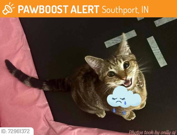 Found/Stray Male Cat last seen Stop 11 and madison 46227, Southport, IN 46227