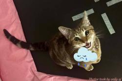 Found/Stray Male Cat last seen Stop 11 and madison 46227, Southport, IN 46227