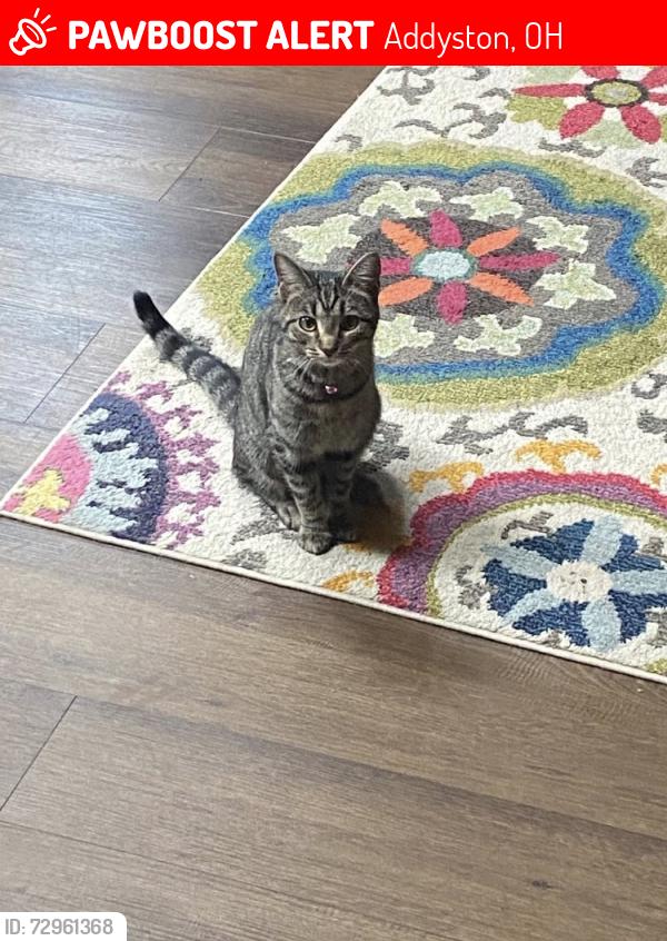Lost Female Cat last seen Addyston, Addyston, OH 45001