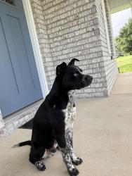 Found/Stray Male Dog last seen North H Street Pensacola Florida, Pensacola, FL 32501