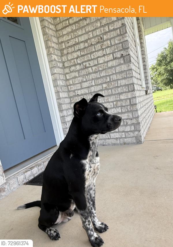 Found/Stray Male Dog last seen North H Street Pensacola Florida, Pensacola, FL 32501