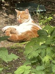 Found/Stray Unknown Cat last seen Overdale road, Quinton, England B32 2RA