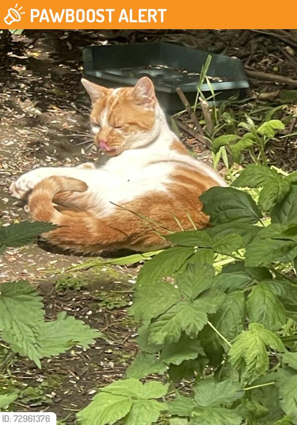 Found/Stray Unknown Cat last seen Overdale road, Quinton, England B32 2RA
