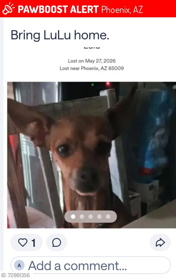 Lost Male Dog last seen 35th Ave Van Buren , Phoenix, AZ 85009
