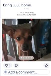Lost Male Dog last seen 35th Ave Van Buren , Phoenix, AZ 85009