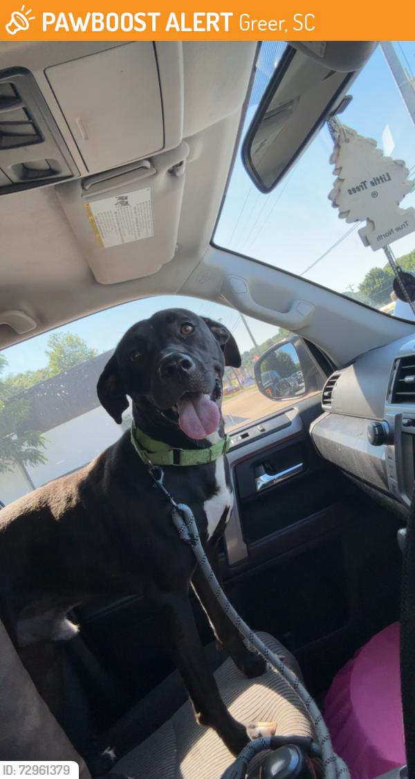 Found/Stray Male Dog last seen Crescent park ln, Greer, SC 29650