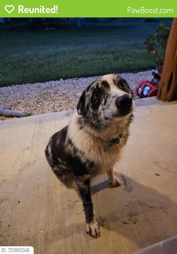 Reunited Male Dog last seen Antioch st. & Old Pin oak Rd., Paige, TX 78659