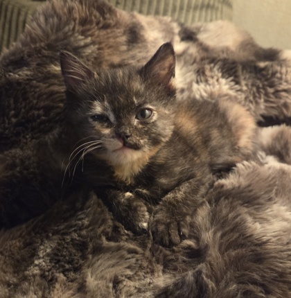 Shelter Stray Female Cat last seen Chuckwagon Rd & Greenhill Rd, Squaw (Yokuts) Valley Zone Fresno CO 4 93675, CA, Fresno, CA 93706