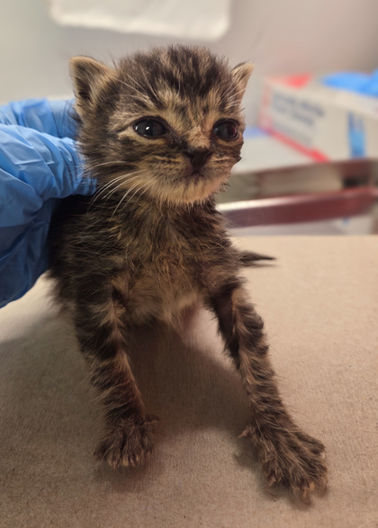 Shelter Stray Male Cat last seen Fedora & Crystal, Fresno Zone Fresno CO 2 93705, CA, Fresno, CA 93706