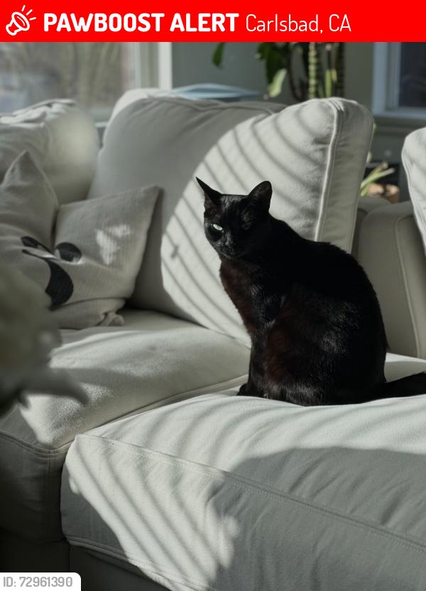 Lost Female Cat last seen Rich Field Drive, Carlsbad, CA 92010