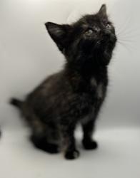Shelter Stray Female Cat last seen Knoxville, TN 37918, Knoxville, TN 37919