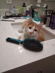Lost Male Cat last seen Smith's on Las Vegas Blvd and Blue Diamond , Las Vegas, NV 89123