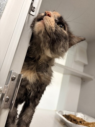 Shelter Stray Unknown Cat last seen Atlanta, GA 30310, Atlanta, GA 30336