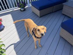 Found/Stray Unknown Dog last seen Stockton and Stratton, Mount Pleasant, SC 29466