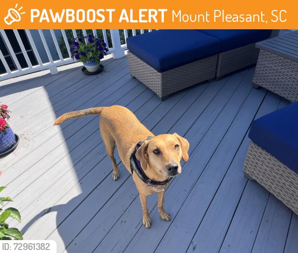 Found/Stray Unknown Dog last seen Stockton and Stratton, Mount Pleasant, SC 29466