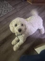 Lost Male Dog last seen Harding senior high school area, Saint Paul, MN 55106