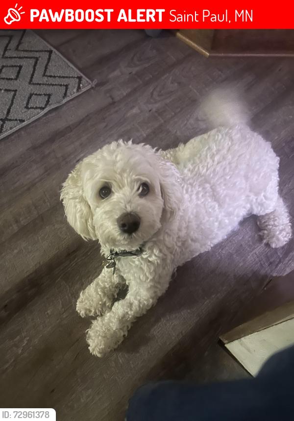 Lost Male Dog last seen Harding senior high school area, Saint Paul, MN 55106