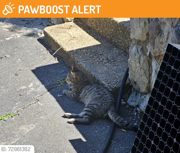 Found/Stray Male Cat last seen Morningside Drive manassas 20112, Prince William County, VA 20112