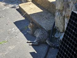 Found/Stray Male Cat last seen Morningside Drive manassas 20112, Prince William County, VA 20112