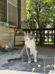 Lost Female Cat last seen Olive St, 7th St, West 7th St, Leavenworth, KS 66048