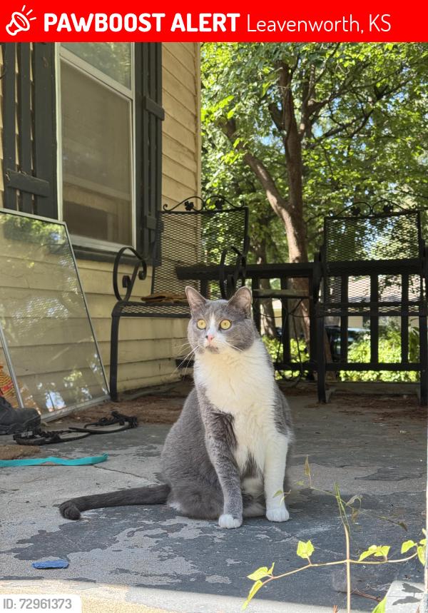Lost Female Cat last seen Olive St, 7th St, West 7th St, Leavenworth, KS 66048