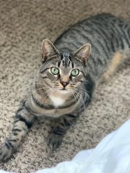 Lost Male Cat last seen Lost on Chapman Drive, near 43 and Tallmadge Rd intersection, Brimfield, OH 44240