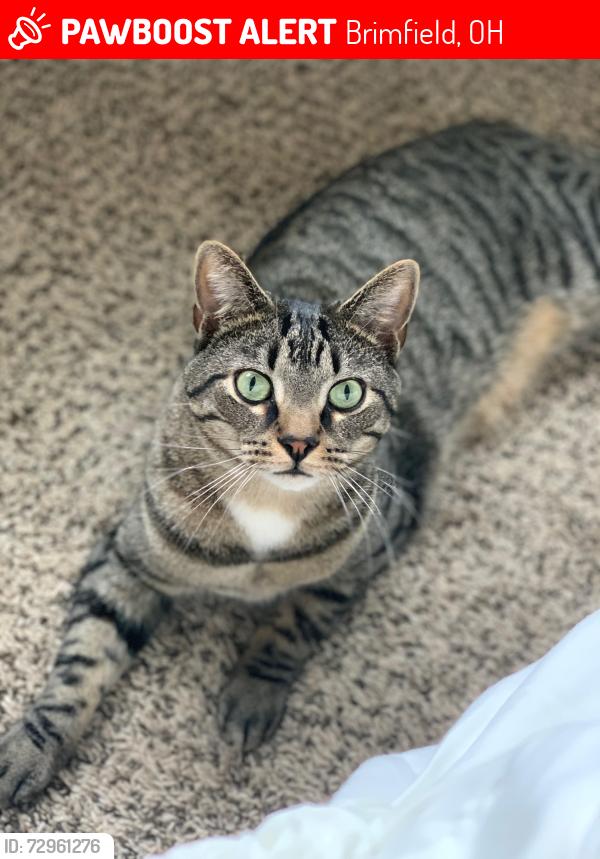 Lost Male Cat last seen Lost on Chapman Drive, near 43 and Tallmadge Rd intersection, Brimfield, OH 44240