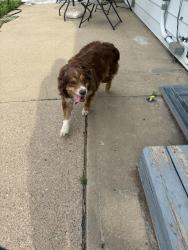 Found/Stray Unknown Dog last seen Historic Lutheran church- Renner, Renner, SD 57055