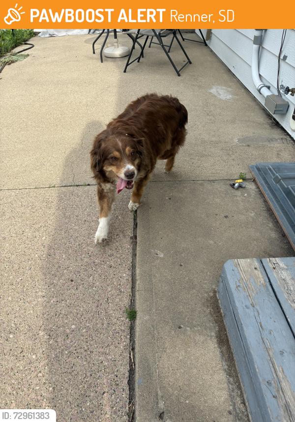 Found/Stray Unknown Dog last seen Historic Lutheran church- Renner, Renner, SD 57055