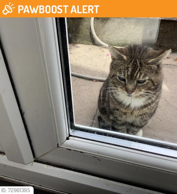 Found/Stray Male Cat last seen Red Lion Pub, Bonvilston, Wales CF5 6TT