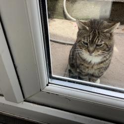 Found/Stray Male Cat last seen Red Lion Pub, Bonvilston, Wales CF5 6TT