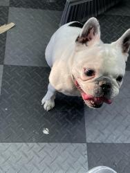 Reunited Female Dog last seen Shumway and Kent , Chandler, AZ 85225