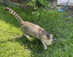 Found/Stray Female Cat last seen Jackson and 54th Avenue, Merrillville, IN 46410