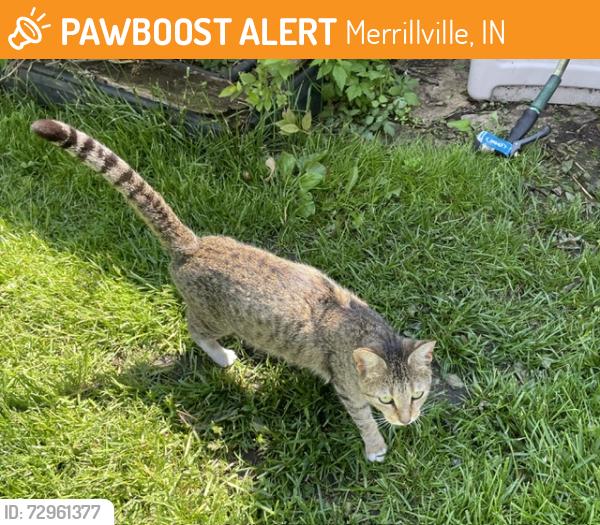 Found/Stray Female Cat last seen Jackson and 54th Avenue, Merrillville, IN 46410
