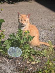 Reunited Female Cat last seen Mt Lookout Square , Cincinnati, OH 45208