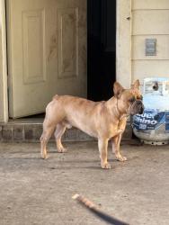 Lost Male Dog last seen Jl Hughes elementary , Fort Worth, TX 76262