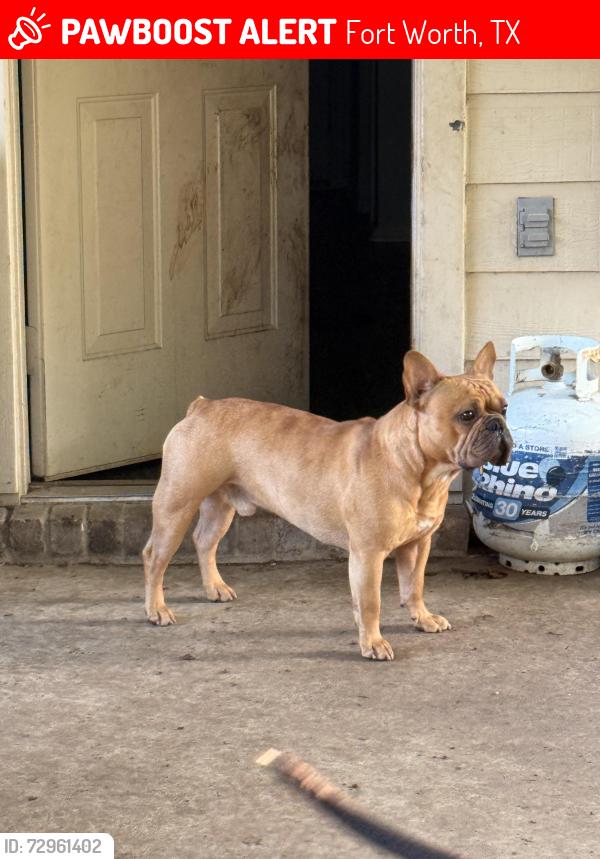 Lost Male Dog last seen Jl Hughes elementary , Fort Worth, TX 76262