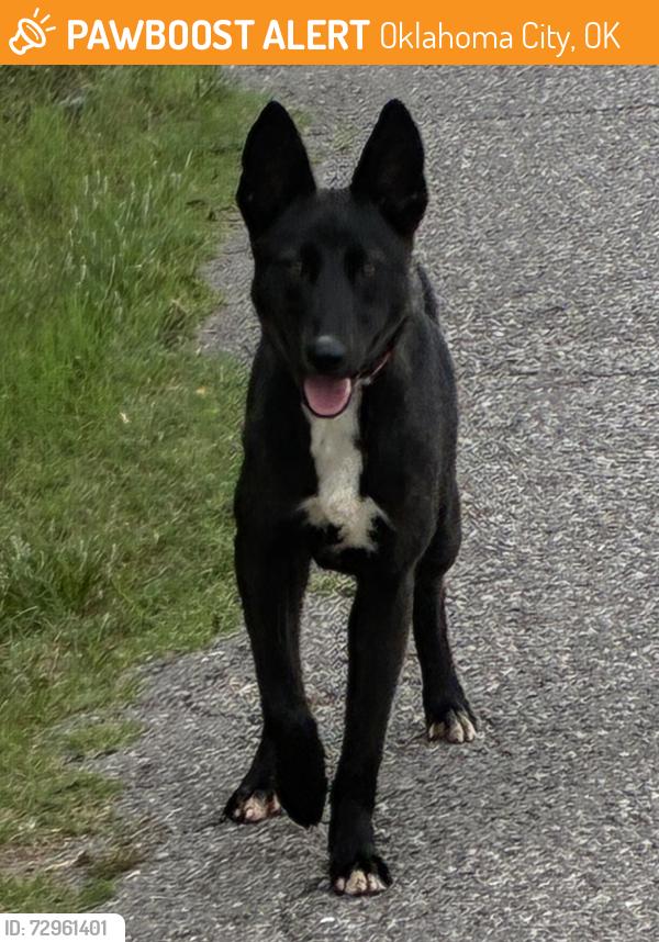 Found/Stray Unknown Dog last seen Dolese Park, Oklahoma City, OK 73122