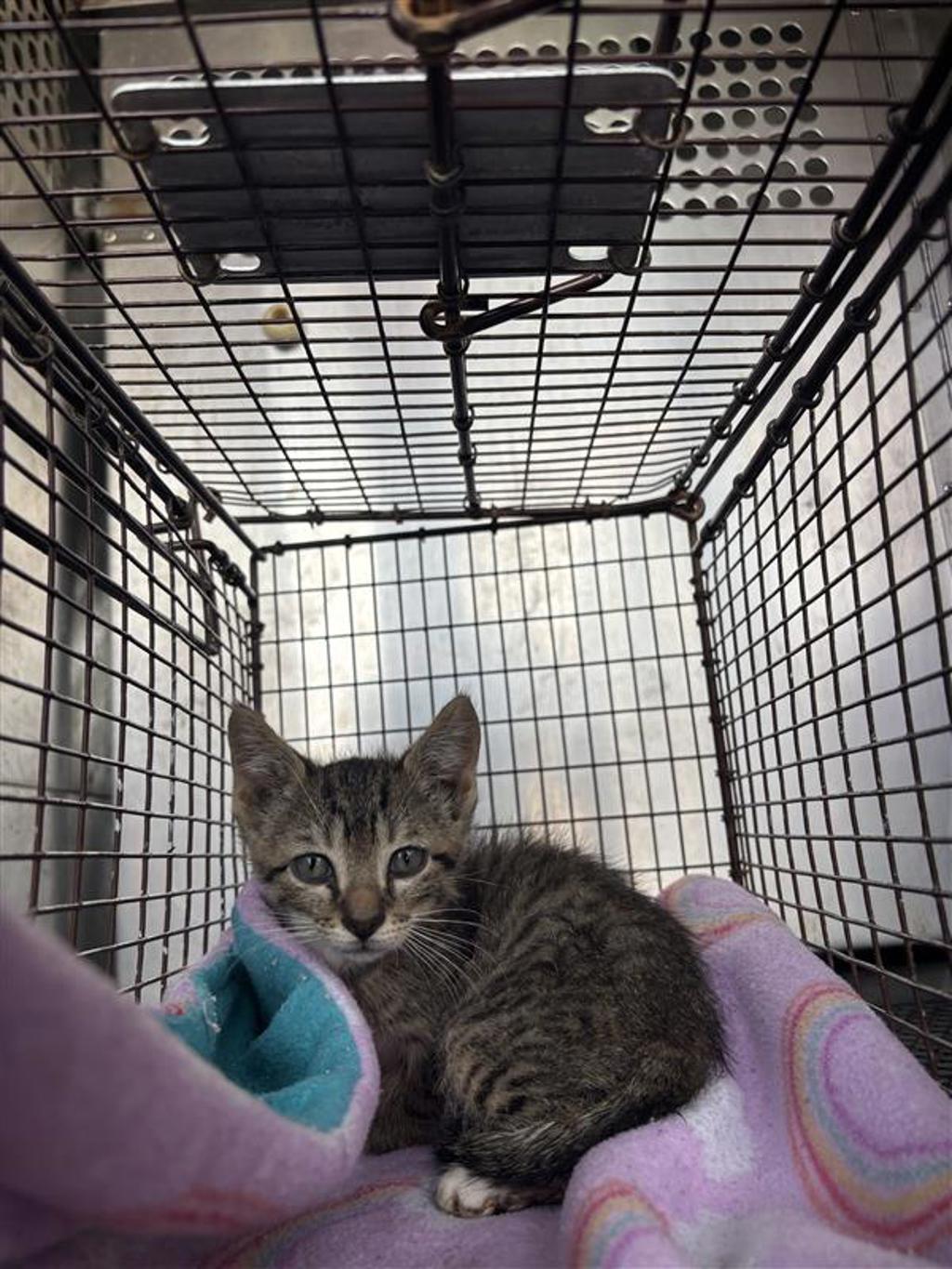Shelter Stray Male Cat last seen Near S Interstate 35 Frontage Road, AUSTIN, TX, 78747, Austin, TX 78702