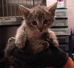 Shelter Stray Female Cat last seen Near Cross Cut Place, KNIGHTDALE, NC, 27545, Raleigh, NC 27610