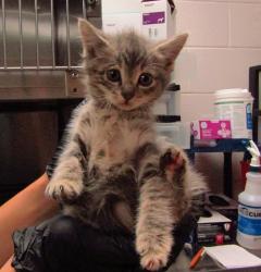 Shelter Stray Female Cat last seen Near Cross Cut Place, KNIGHTDALE, NC, 27545, Raleigh, NC 27610