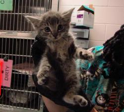 Shelter Stray Female Cat last seen Near Cross Cut Place, KNIGHTDALE, NC, 27545, Raleigh, NC 27610